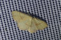Cyclophora punctaria