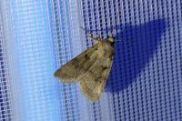 Eugnorisma depuncta