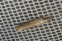 Agriphila geniculea