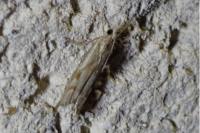Agriphila geniculea