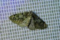 Cleorodes lichenaria