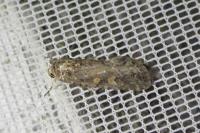 Spodoptera exigua