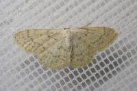 Scopula marginepunctata