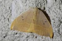 Watsonalla binaria