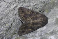 Thalpophila matura