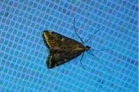 Loxostege sticticalis