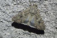 Anarta trifolii