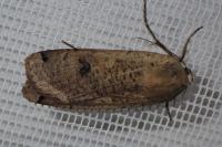 Noctua pronuba