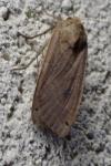 Noctua pronuba