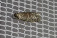Ephestia
