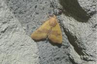 Atethmia centrago
