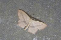 Scopula imitaria