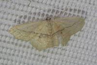 Scopula imitaria