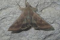 Helicoverpa armigera