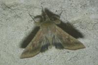 Helicoverpa armigera