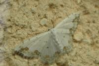 Scopula ornata