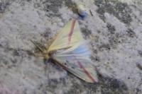 Rhodometra sacraria