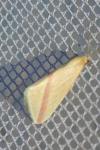 Rhodometra sacraria