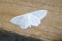 Idaea subsericeata
