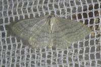 Idaea subsericeata