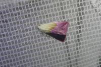 Eublemma purpurina