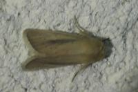 Sesamia nonagrioides