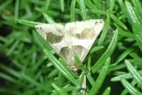 Dysgonia algira