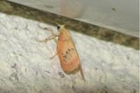 Miltochrista miniata