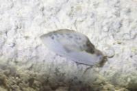Cilix glaucata/hispanica