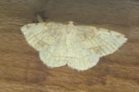 Stegania trimaculata