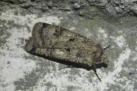 Agrotis trux