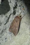 Xestia xanthographa