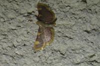 Hypsopygia costalis