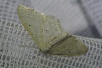 Idaea straminata