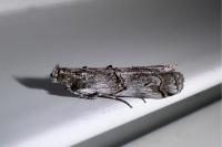 Pempelia palumbella