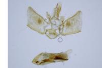 Eupithecia pusillata