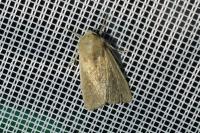 Mythimna albipuncta