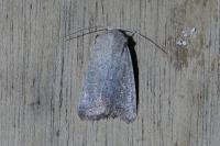 Hoplodrina ambigua/blanda
