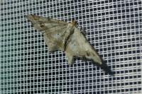 Macaria alternata