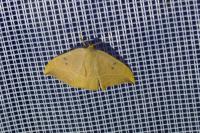 Watsonalla binaria
