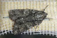 Acronicta rumicis