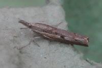Agriphila geniculea