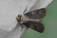 Agrotis puta
