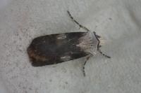 Agrotis puta