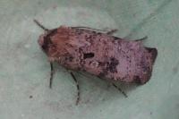 Agrotis trux