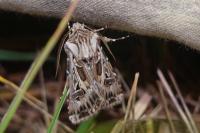 Agrotis vestigialis