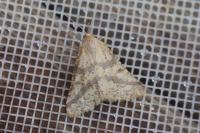 Aspitates ochrearia