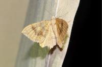 Camptogramma bilineata