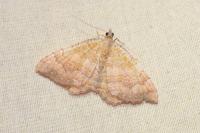 Camptogramma bilineata