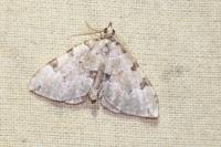 Colostygia pectinataria